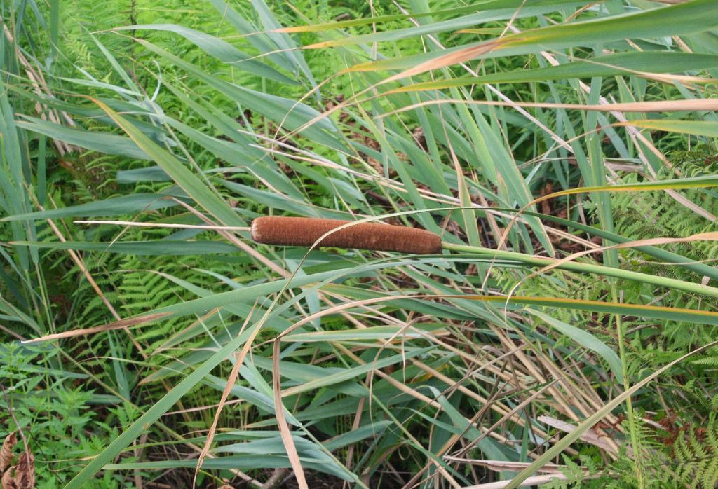 Typha latifolia ??
